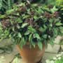 Thompson & Morgan Basil : Siam Queen Seeds
