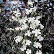 Thompson and Morgan Agrostemma githago Ocean Pearl Seeds