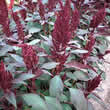 Thompson and Morgan Amaranthus paniculatus Marvel Bronze Seeds