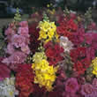 Thompson and Morgan Antirrhinum Majus Double Madame Butterfly Seeds