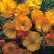 Thompson and Morgan Eschscholzia californica Apricot Flambeau Seeds