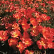 Thompson and Morgan Eschscholzia californica Strawberry Fields Seeds