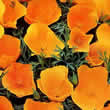 Thompson and Morgan Eschscholzia mexicana Sun Shades Seeds