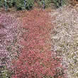 Thompson and Morgan Gypsophila elegans Improved Mixed Seeds