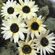 Thompson and Morgan Helianthus annuus Italian White Seeds