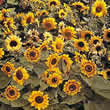 Thompson and Morgan Helianthus annuus Music Box Seeds