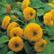 Thompson and Morgan Helianthus annuus Teddy Bear Seeds