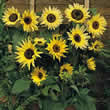 Thompson and Morgan Helianthus annuus Moonwalker Seeds