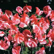 Thompson and Morgan Lathyrus grandiflora America Seeds