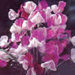 Thompson and Morgan Lathyrus odoratus Painted Lady Seeds