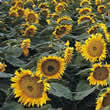 Thompson and Morgan Helianthus annuus Sunspot Seeds