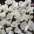 Thompson and Morgan Lathyrus odoratus White Supreme Seeds