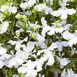 Thompson and Morgan Lobelia pendula White Cascade Seeds