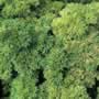 Thompson & Morgan Parsley : Champion Moss Curled Seeds