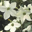 Thompson and Morgan Nicotiana x sanderae Fragrant Cloud Seeds