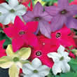 T&Ms Nicotiana x sanderae Eau de Cologne Mixed F1. Hybrid Seeds