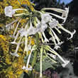 Thompson and Morgan Nicotiana sylvestris Seeds