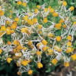 Thompson and Morgan Nemesia cheiranthus Shooting Stars Seeds