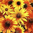 Thompson and Morgan Rudbeckia hirta Rustic Dwarfs Mixed Seeds