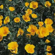 Thompson and Morgan Eschscholzia maritima prostrata Golden Tears Seeds