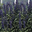 Thompson and Morgan Salvia firinacea Victoria Seeds
