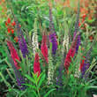 Thompson and Morgan Veronica Mixed Colours Seeds