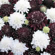 Thompson and Morgan Scabiosa atropurpurea Ebony and Ivory Seeds