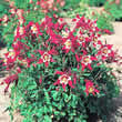 Thompson and Morgan Aquilegia x cultorum Danish Dwarf Seeds