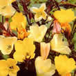 Thompson and Morgan Oenothera odorata Apricot Delight Seeds