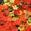 Thompson and Morgan Nasturtium majus Climbing Mixed Seeds