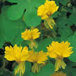 Thompson and Morgan Tropaeolum peregrinum Seeds