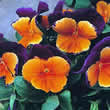 Thompson and Morgan Viola x wittrockiana Jolly Joker F2 Seeds