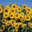 Thompson and Morgan Helianthus annuus Dwarf Yellow Spray Seeds