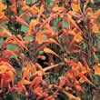 Thompson and Morgan Agastache aurantiaca Apricot Sprite Seeds