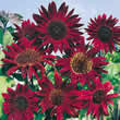 Thompson and Morgan Helianthus annuus Claret F1 Hybrid Seeds