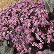Thompson and Morgan Heliotropium Dwarf Marine Seeds