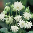 Thompson and Morgan Aquilegia x hybrida Green Apples Seeds