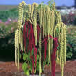 Thompson and Morgan Amaranthus caudatus PonyTails Mixed Seeds