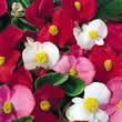 Thompson and Morgan Begonia semperflorens Lotto Mixed F1 Hybrid Seeds