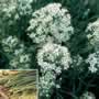 Thompson & Morgan Chives : Garlic Chinese Seeds