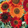 Thompson and Morgan Helianthus annuus Earth Walker Seeds