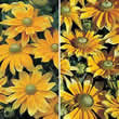 Thompson and Morgan Rudbeckia hirta Prairie Sun Seeds