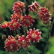 Thompson and Morgan Aquilegia vulgaris Nora Barlow Seeds