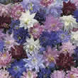 Thompson and Morgan Aquilegia vulgaris Nora Barlow Mixed Seeds