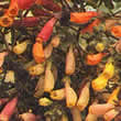 Thompson and Morgan Eccremocarpus scaber Anglia Hybrids Mixed Seeds