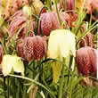 Thompson and Morgan Snakess Head Fritillary Seeds