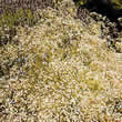 Thompson and Morgan Gypsophila paniculata Seeds