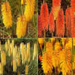 Thompson and Morgan Kniphofia (Tritoma) T&M Mixed Hybrids Seeds