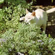 Thompson and Morgan Nepeta cataria Seeds