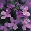 Thompson and Morgan Hesperis matronalis Seeds